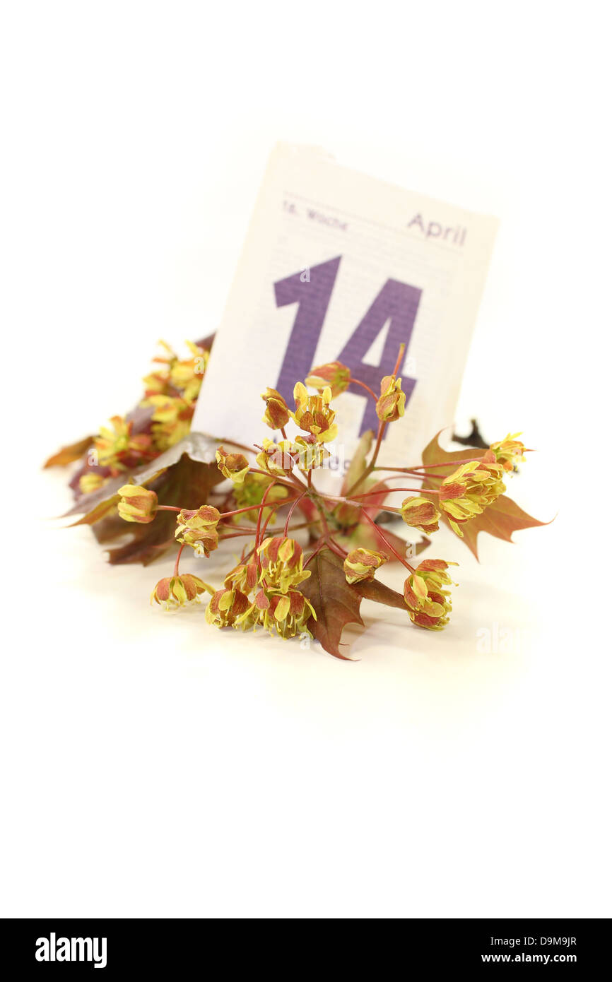 Les fleurs d'érable avec feuille de calendrier sur un fond clair Banque D'Images