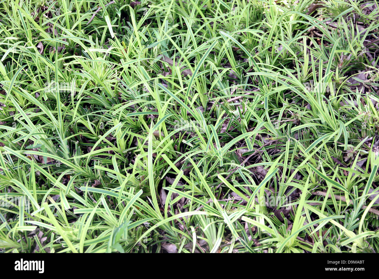 Les petites feuilles vertes en forêt. Banque D'Images