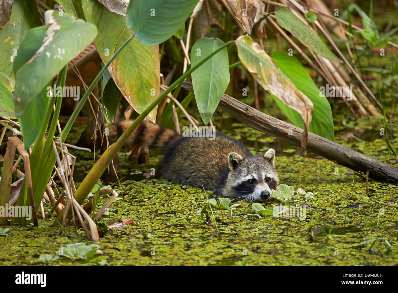 Le raton laveur se perdre dans des marais Swamp Sanctuary tire-bouchon à Banque D'Images