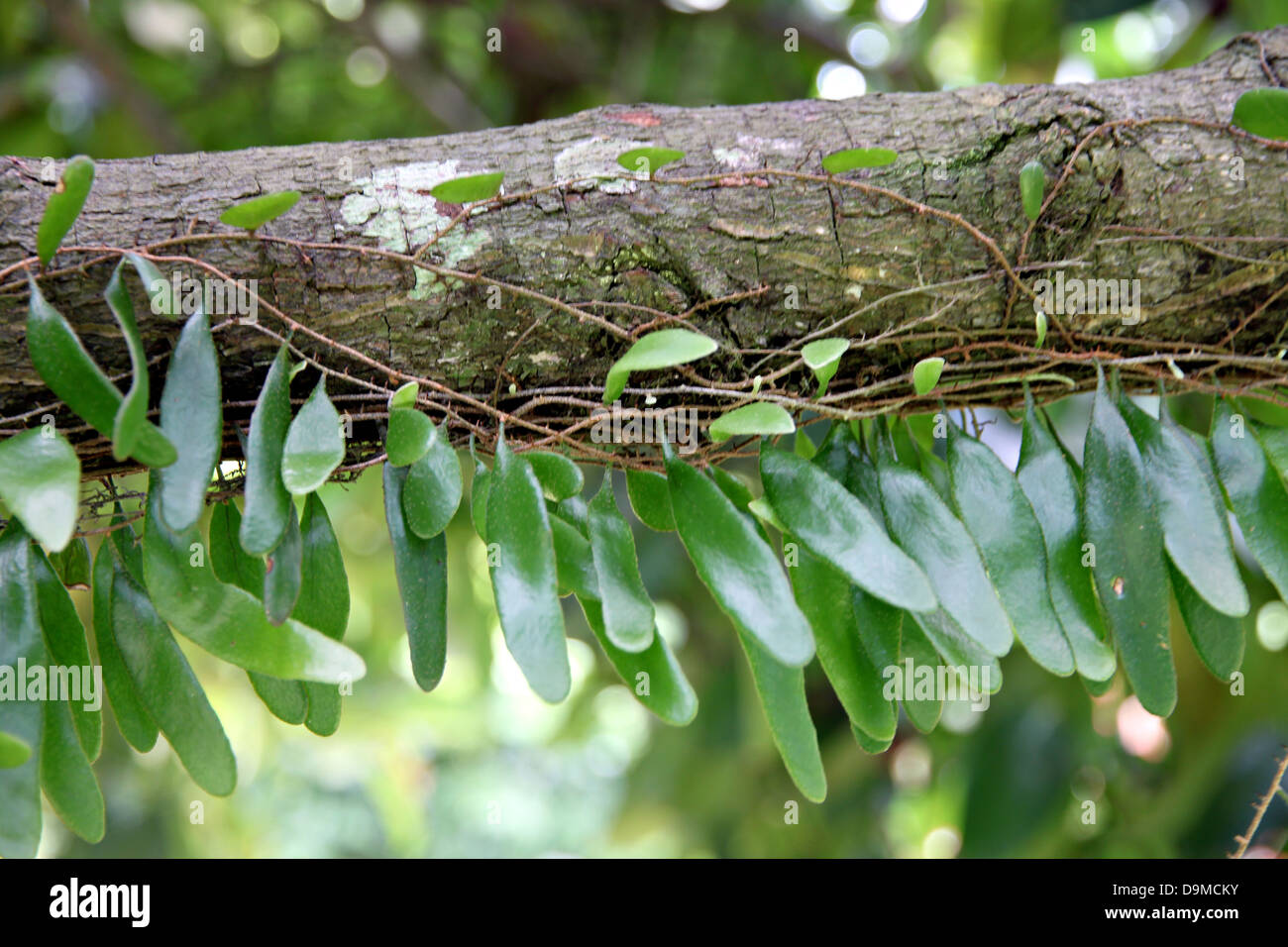 Les petites feuilles vertes coincé dans les branches de l'arbre. Banque D'Images