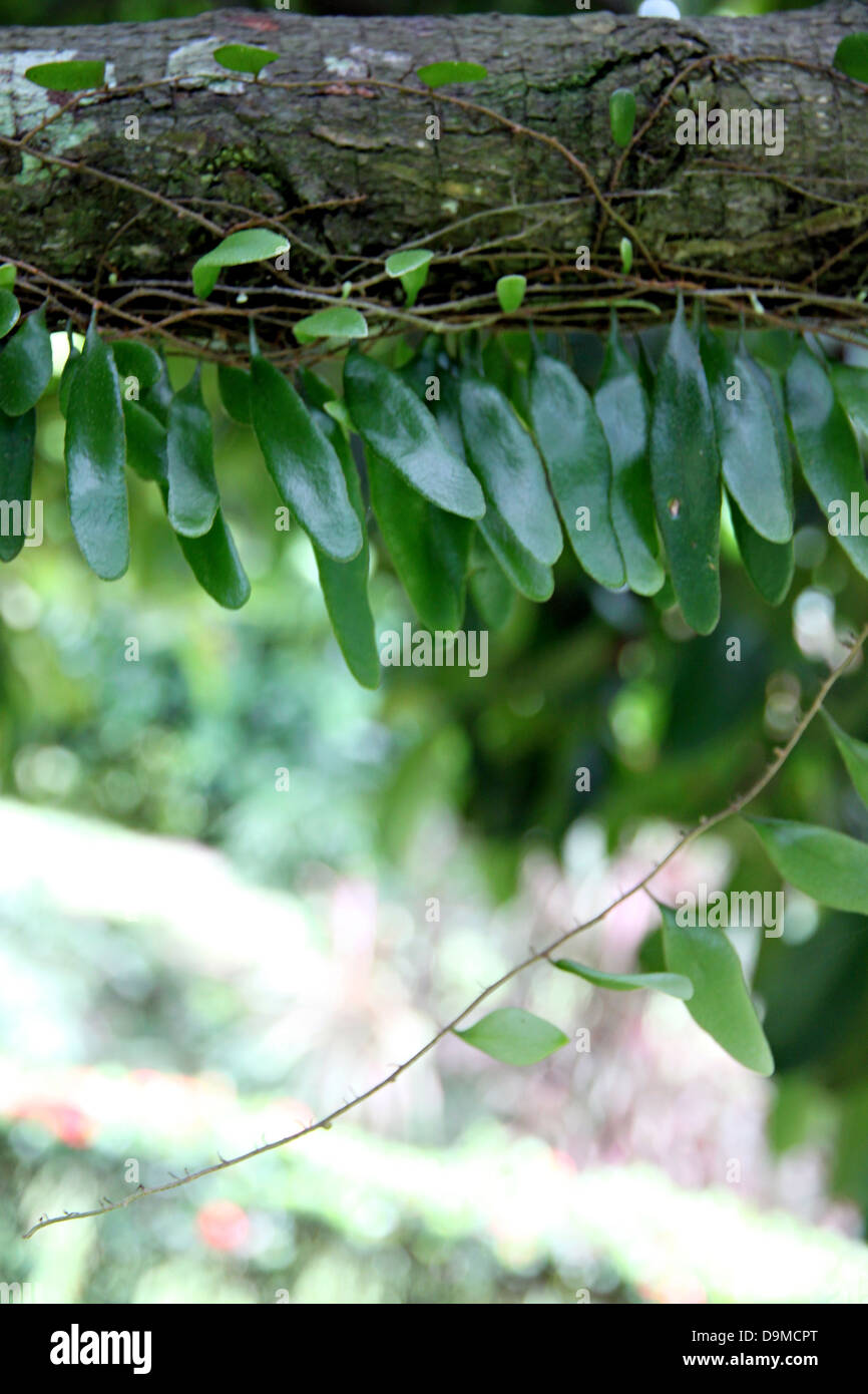 Les petites feuilles vertes coincé dans les branches de l'arbre. Banque D'Images