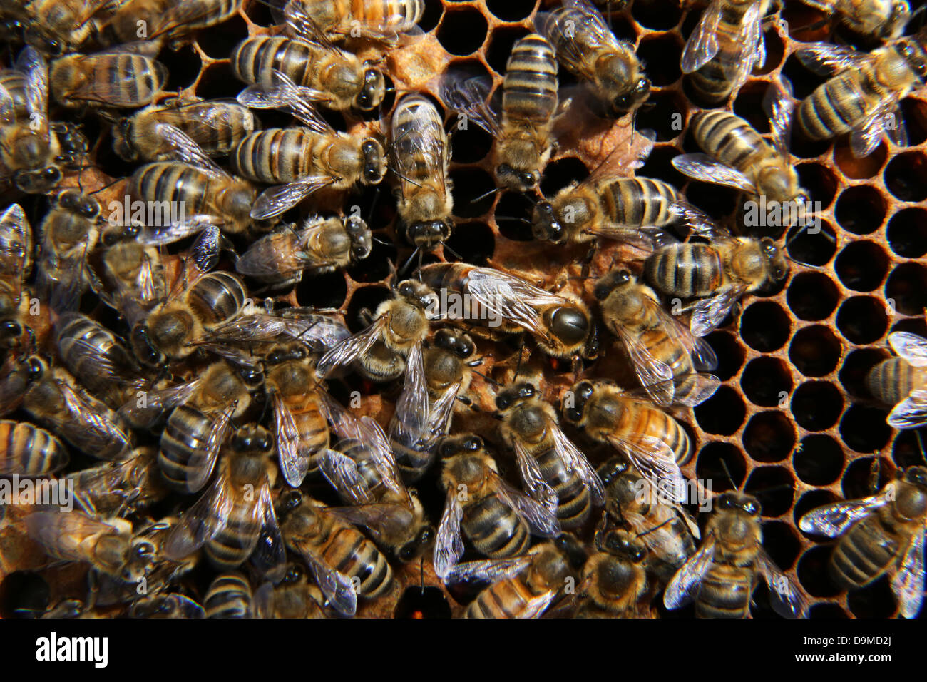 Reine des abeilles entouré par les travailleurs sur le bâti à partir de la ruche Banque D'Images