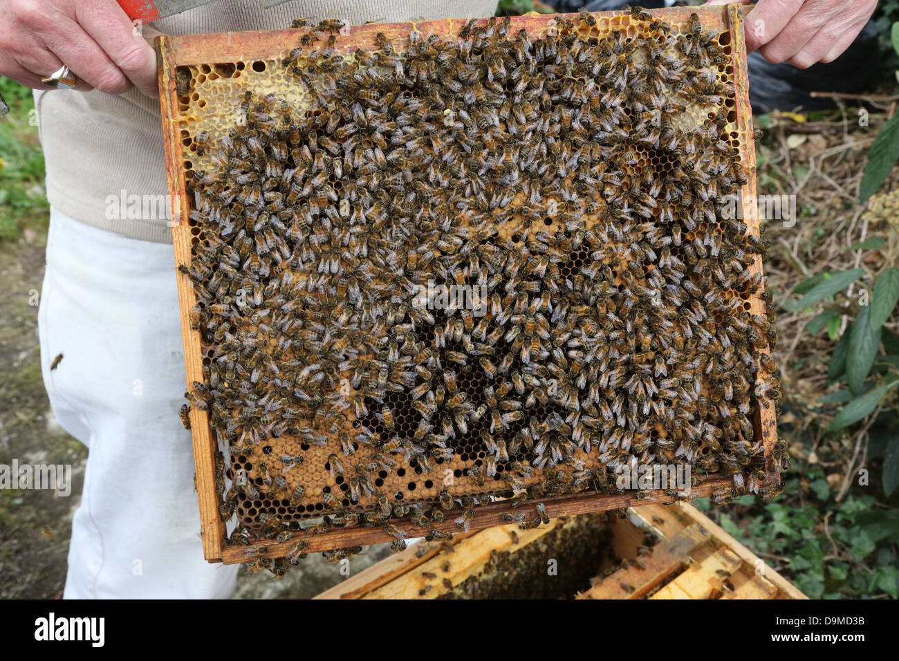 Apiculteur porte à partir d'une ruche avec des abeilles à miel et reine des abeilles Banque D'Images