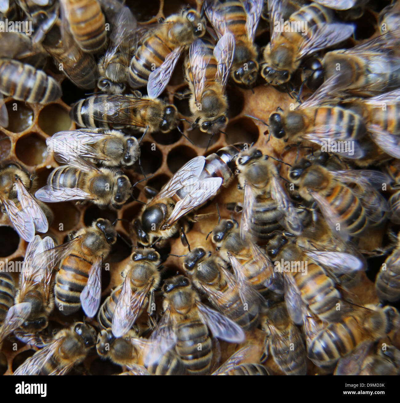 Reine des abeilles entouré par les travailleurs sur le bâti à partir de la ruche Banque D'Images