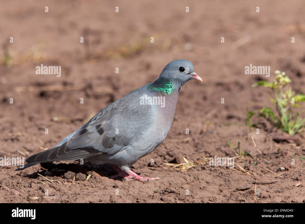 Pigeon colombin Columba oenas hot perché sur le terrain Banque D'Images