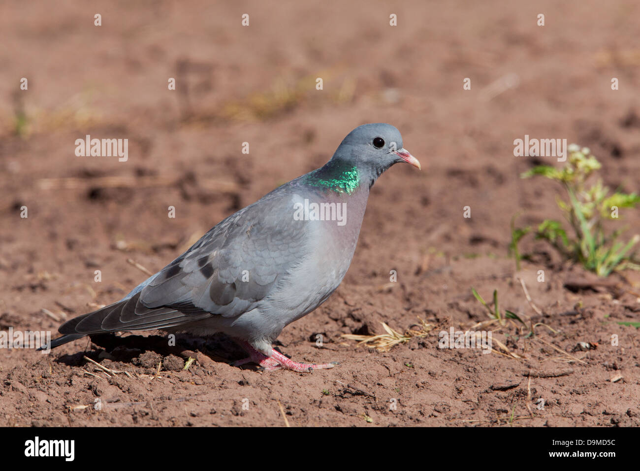 Pigeon colombin Columba oenas hot perché sur le terrain Banque D'Images