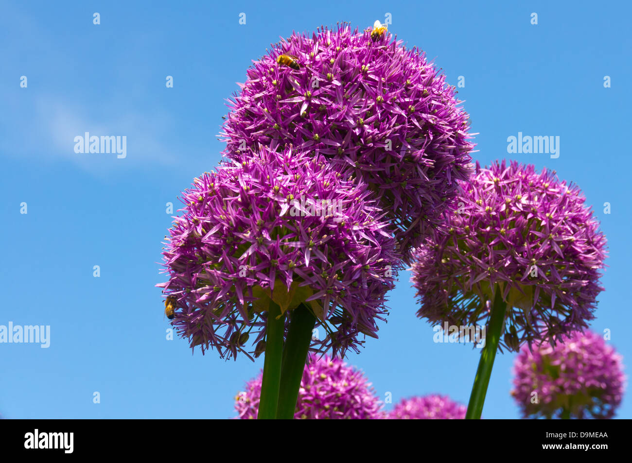 L'allium fleurs étant pollenated par les abeilles contre le ciel bleu Banque D'Images