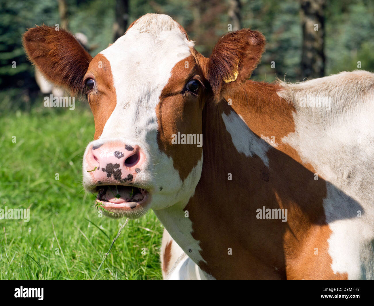 L'Ayrshire x Friesian vache couchée vers le bas dans le champ Banque D'Images