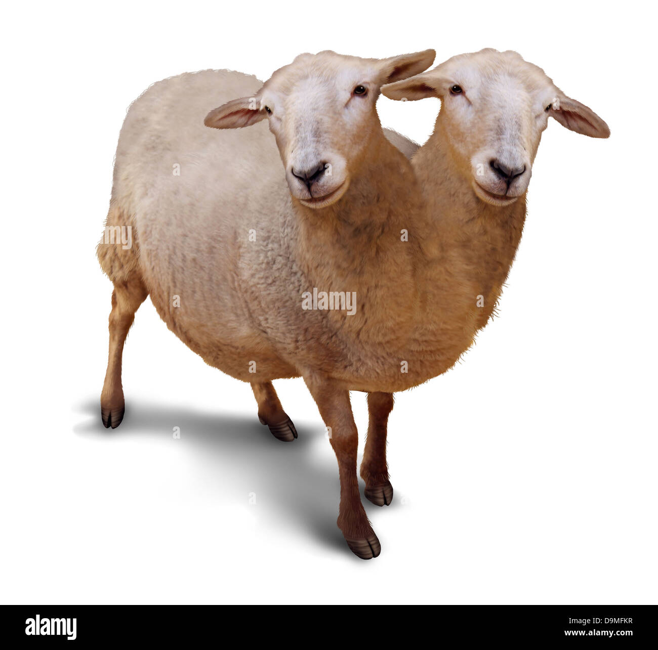 Trouble génétique et anomalie de la séquence d'ADN biologique avec une ferme des moutons comme une chambre lits jumeaux siamois sont réunis dans l'utérus comme un Banque D'Images
