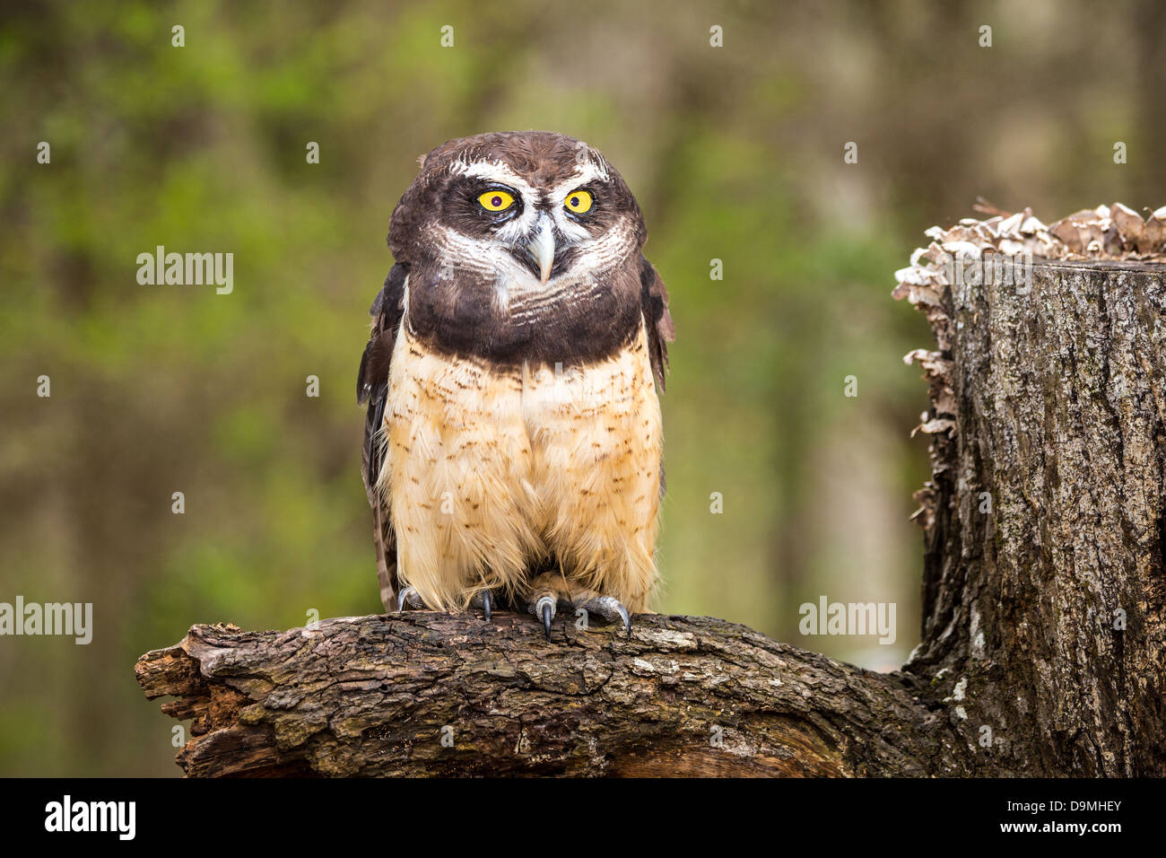 Une Chouette à lunettes donne un regard dur à la Carolina Raptor Center. Caroline du Nord Banque D'Images