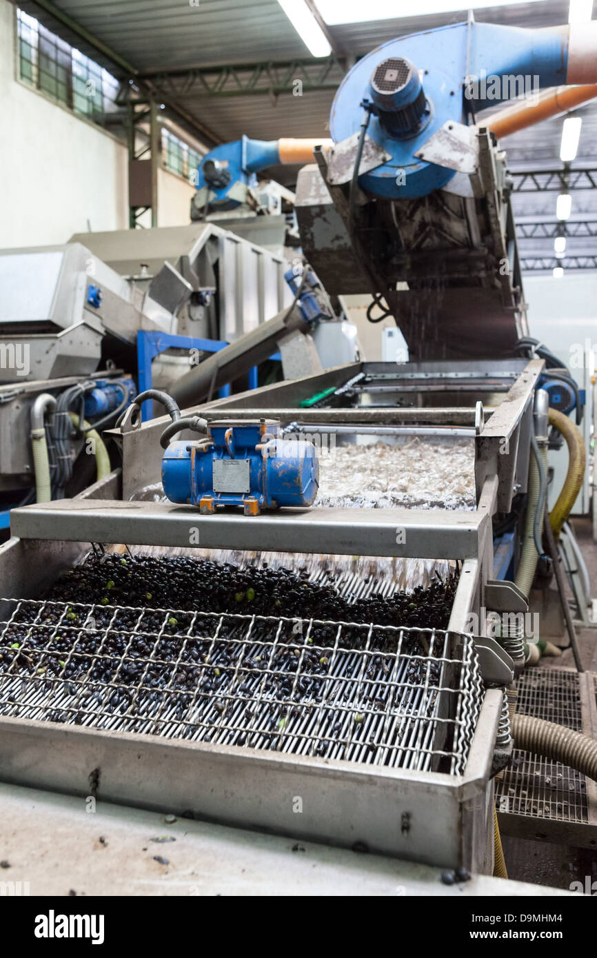 Olives en cours de machine à l'huile d'Olive Zaccheo usine près de Lecce, Pouilles, Italie. Les feuilles sont également supprimés. Banque D'Images