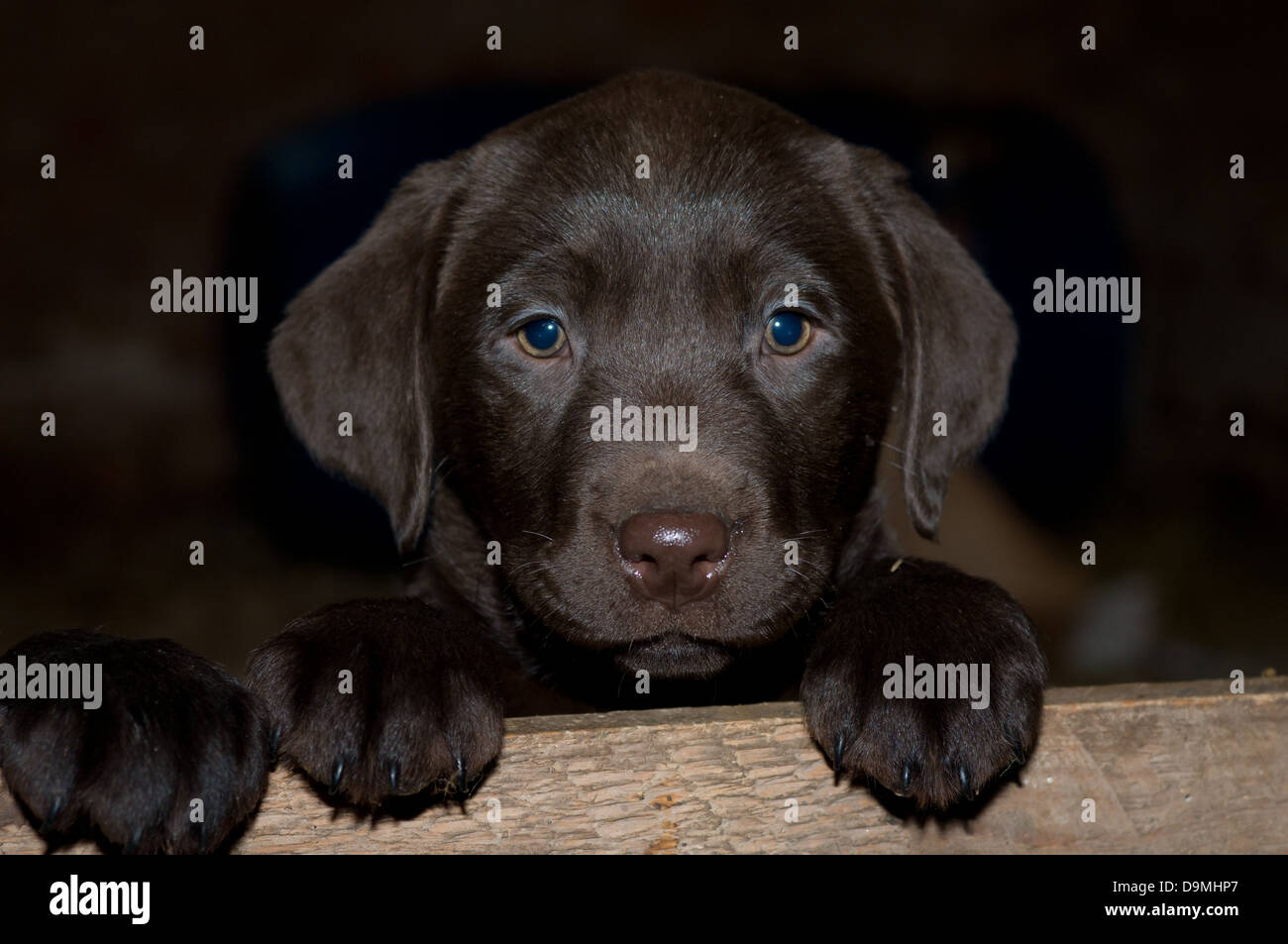 Chiot labrador chocolat head shot à plus de planche de bois. Banque D'Images