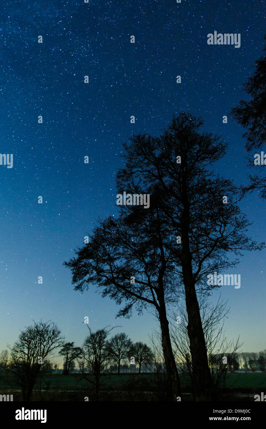 Sky, stairy, étoiles, nuit, arbre, scenic Banque D'Images