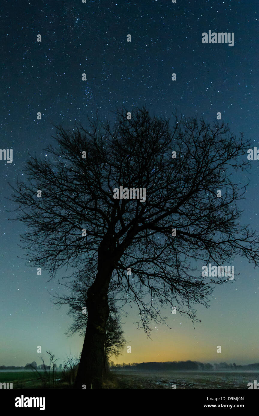 Sky, stairy, étoiles, nuit, arbre, scenic Banque D'Images