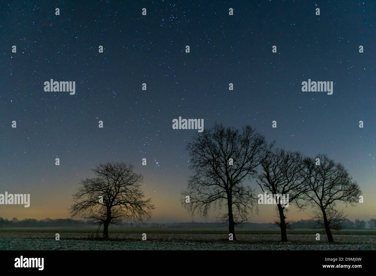 Sky, stairy, étoiles, nuit, arbre, scenic Banque D'Images