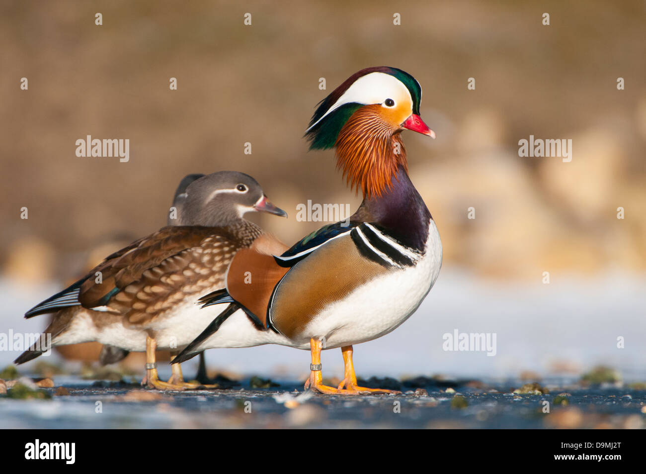 Canard Mandarin Aix galericulata,, Banque D'Images