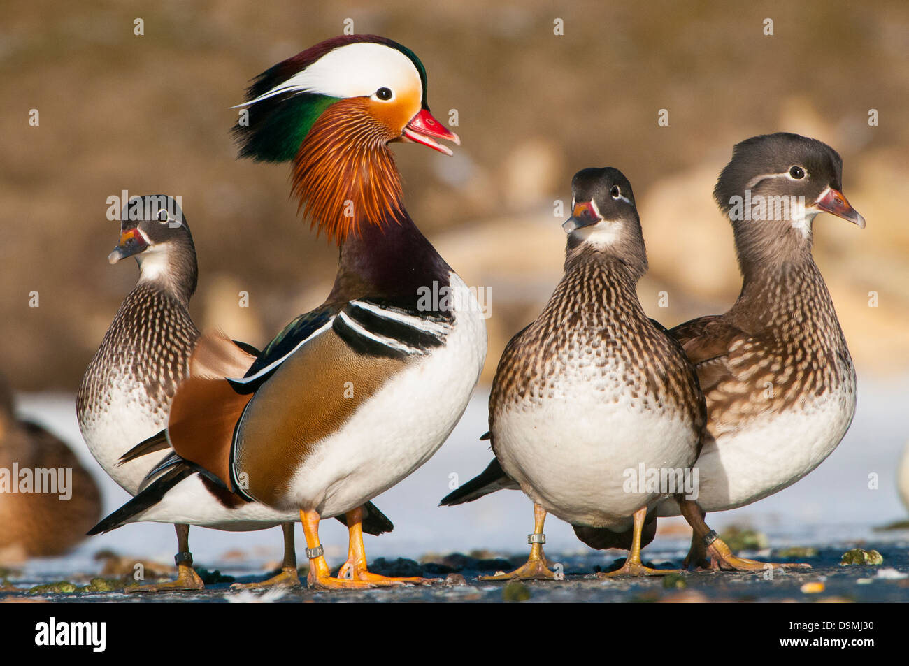 Canard Mandarin Aix galericulata,, Banque D'Images