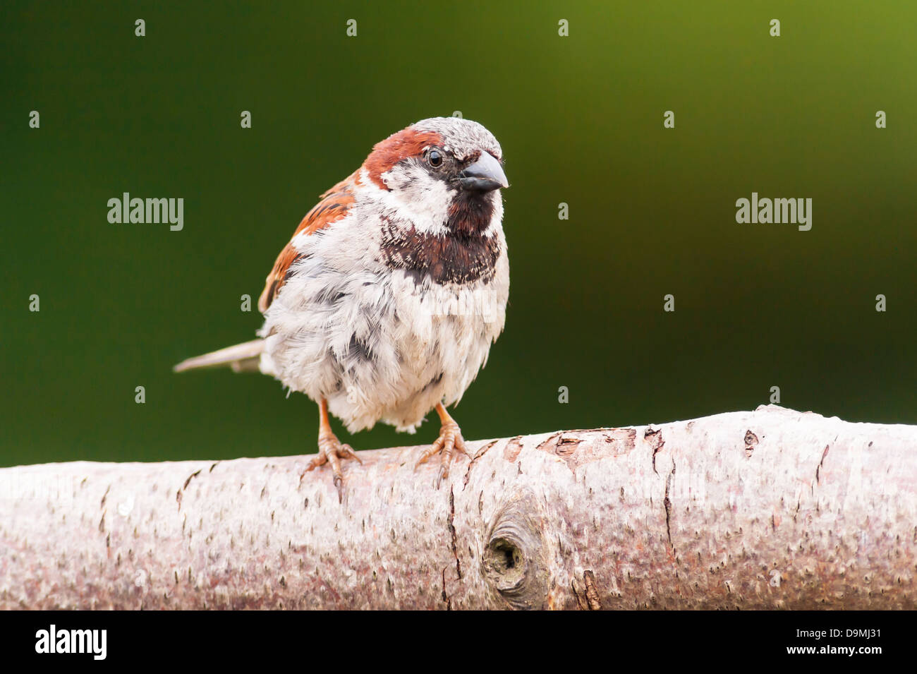 Un portrait d'un mâle moineau domestique (Passer domesticus) avec un fond vert pris dans un jardin Banque D'Images