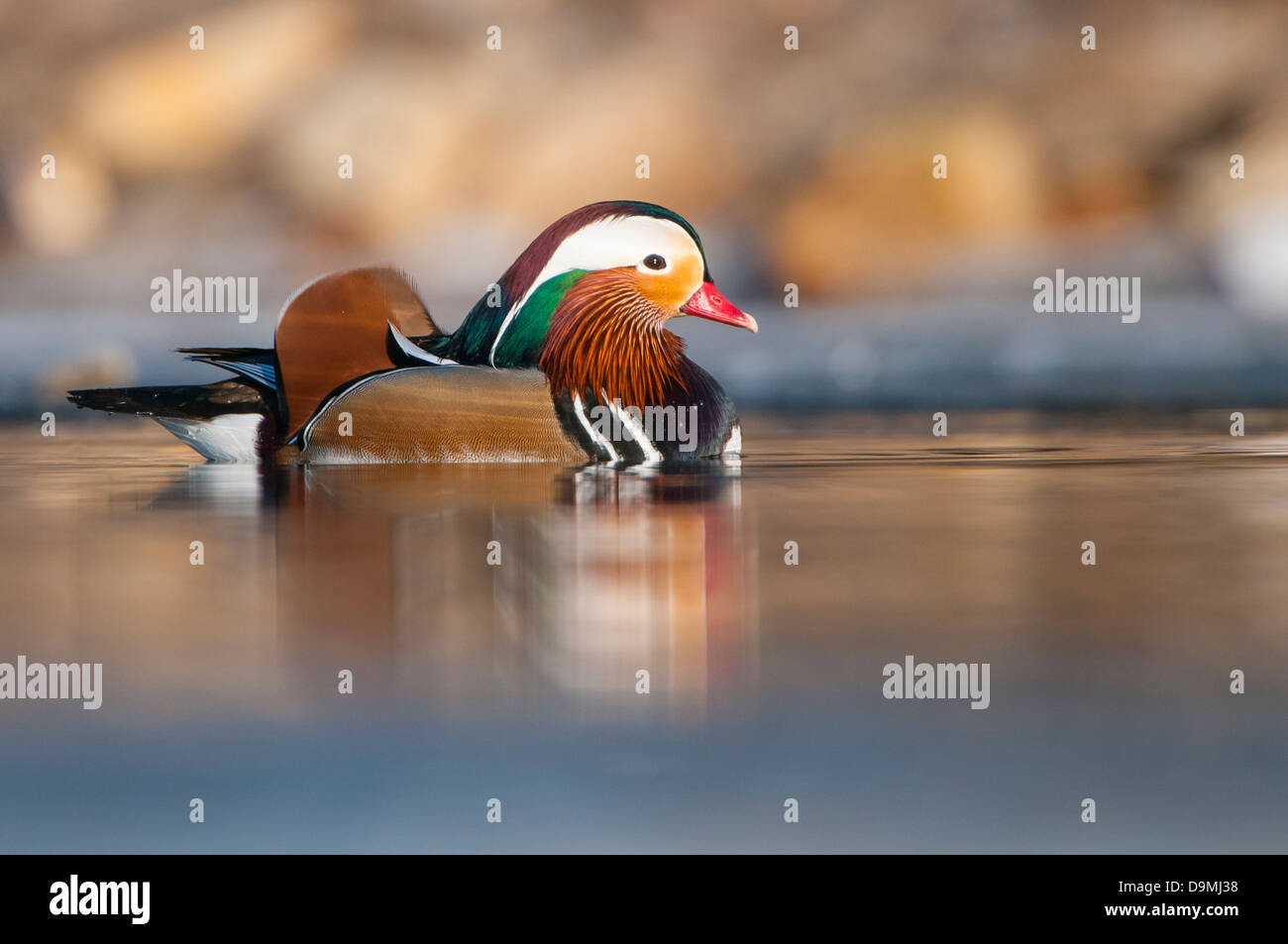 Canard Mandarin Aix galericulata,, Banque D'Images