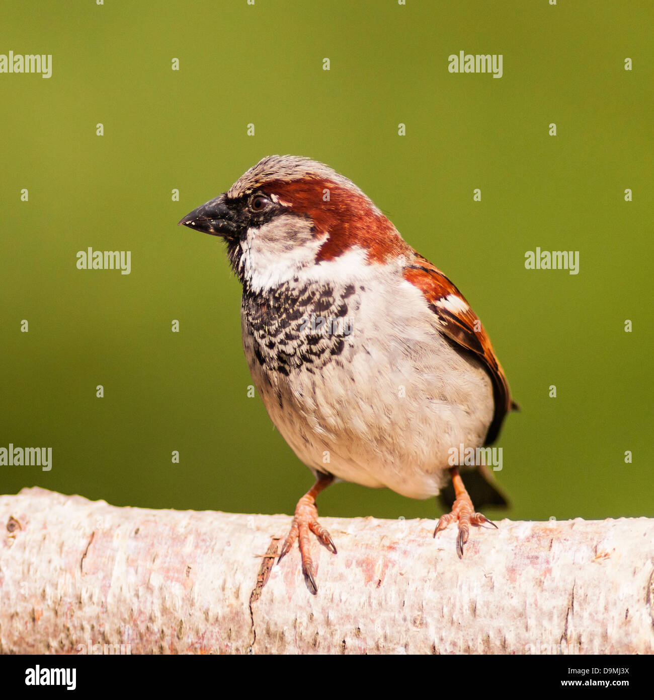 Un portrait d'un mâle moineau domestique (Passer domesticus) avec un fond vert pris dans un jardin Banque D'Images