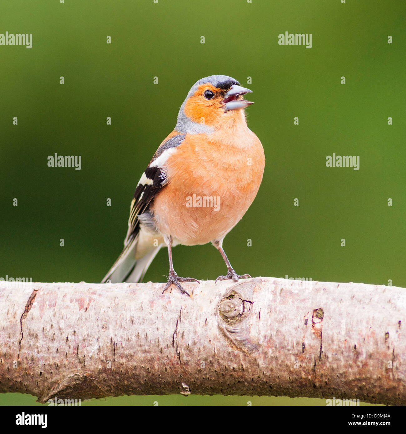 Un mâle chantant (Fringilla coelebs Chaffinch) au Royaume-Uni Banque D'Images
