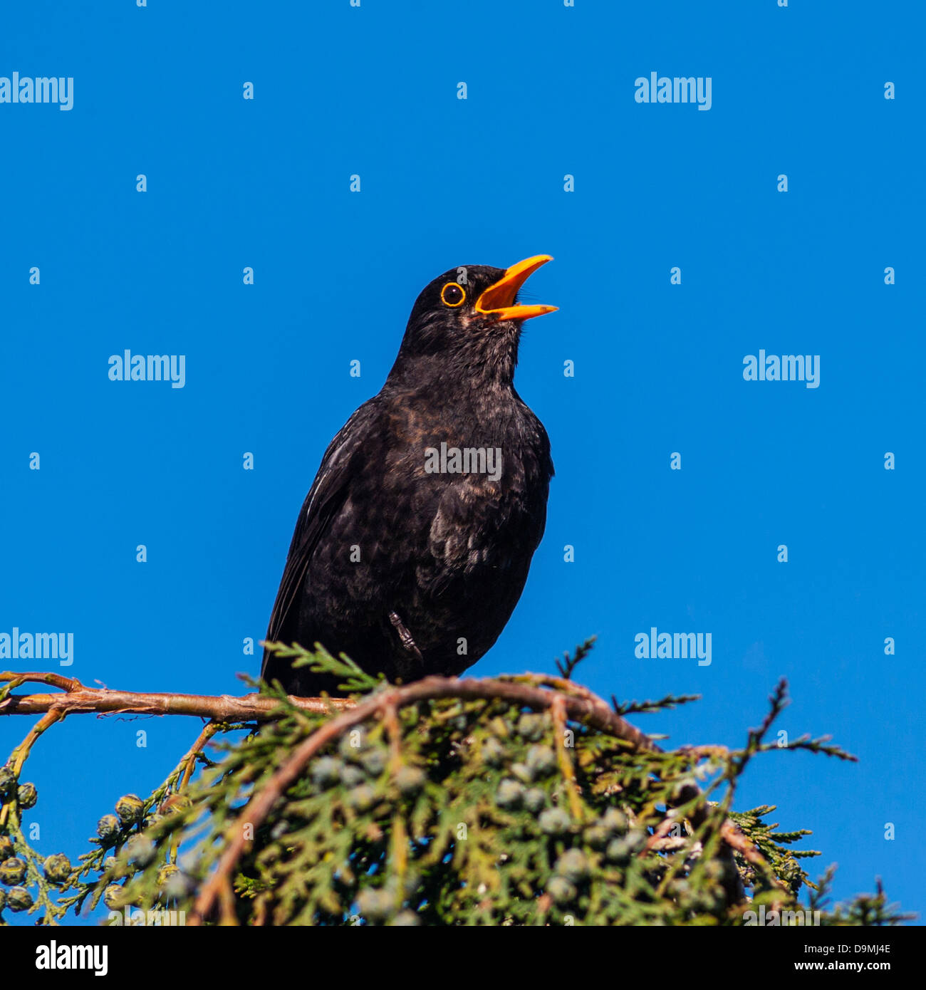 Un mâle chantant Blackbird sur Branch (Turdus merula) au Royaume-Uni Banque D'Images