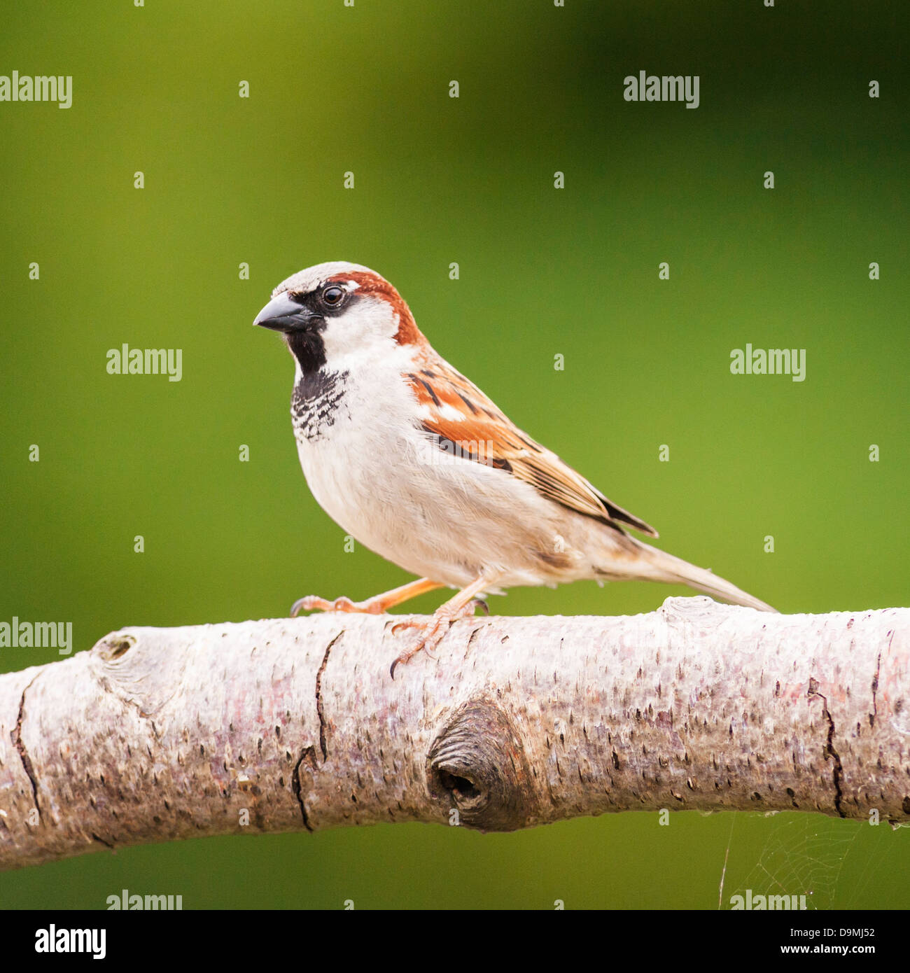 Un portrait d'un mâle moineau domestique (Passer domesticus) avec un fond vert pris dans un jardin Banque D'Images