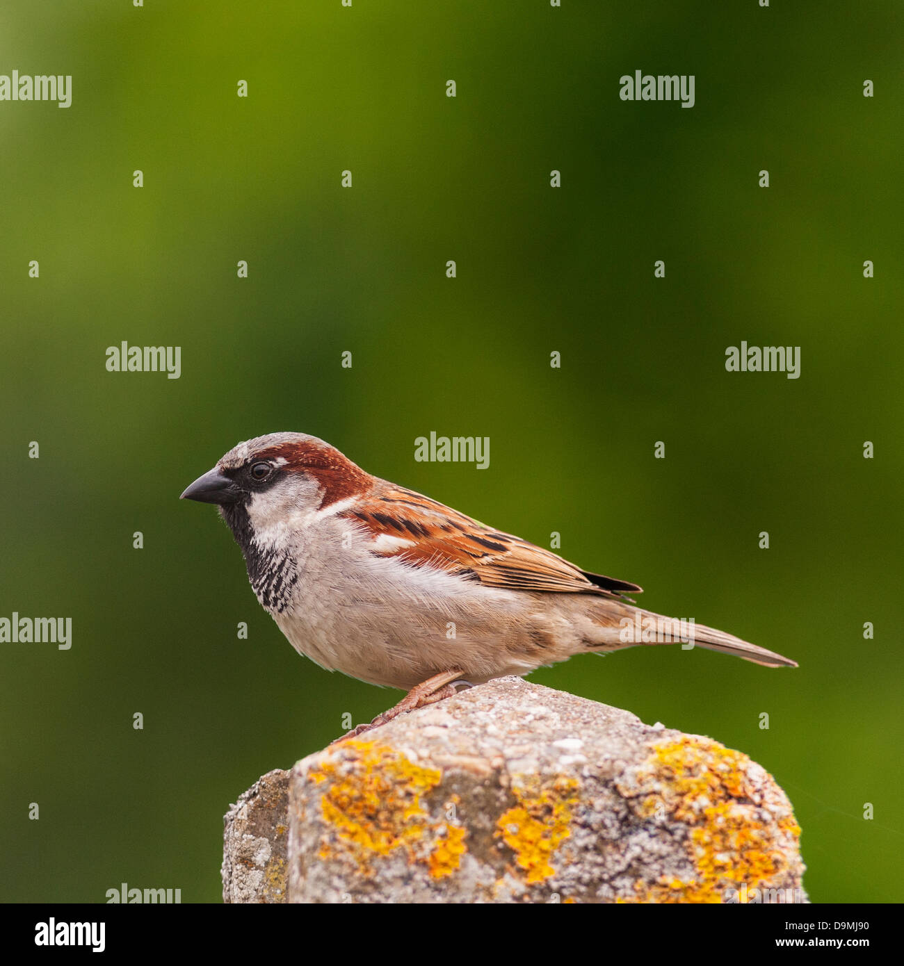 Un portrait d'un mâle moineau domestique (Passer domesticus) avec un fond vert pris dans un jardin Banque D'Images
