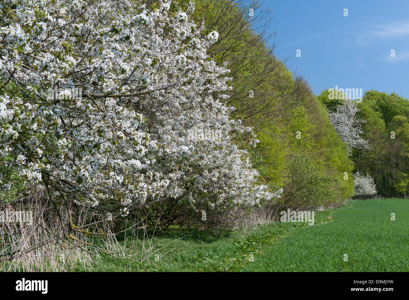 Blossoming cherry blossom tree field printemps printemps cerisier cerisier cerisier arbre en bordure de forêt Banque D'Images