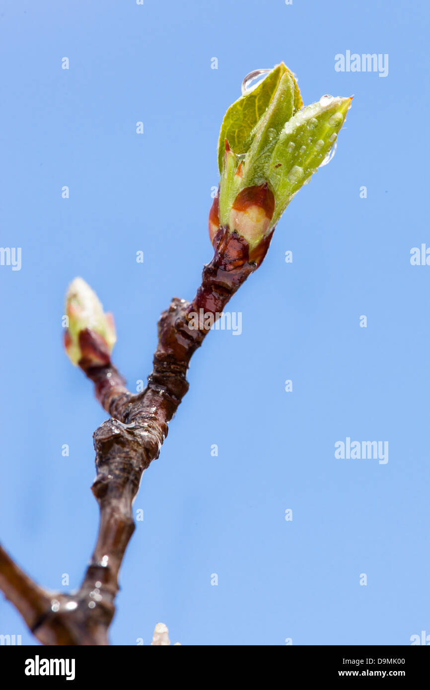 Les jeunes feuilles de l'Arbre Vert au début du printemps en herbe Banque D'Images