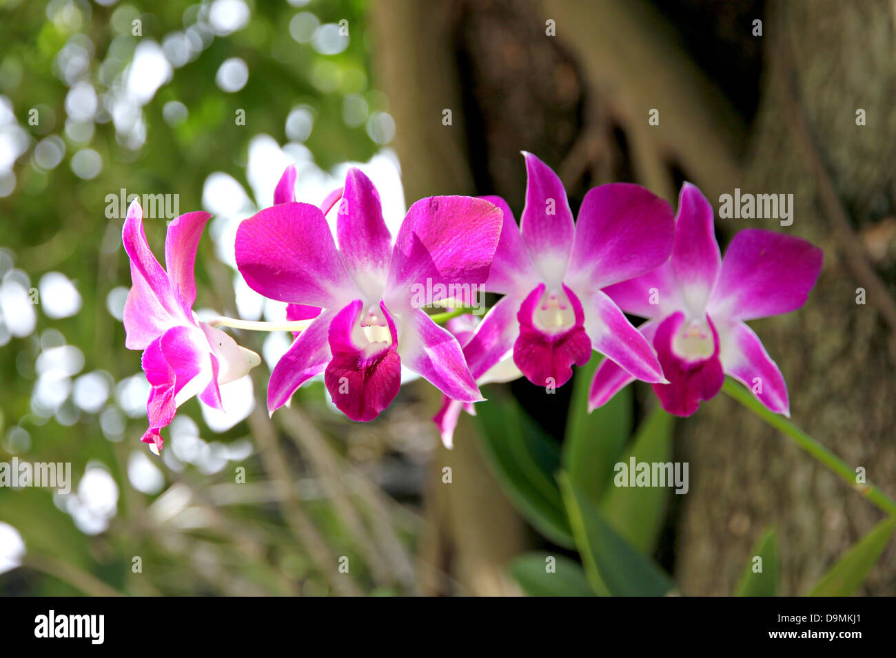 L'arbre orchidée rose sur l'arrière-plan. Banque D'Images