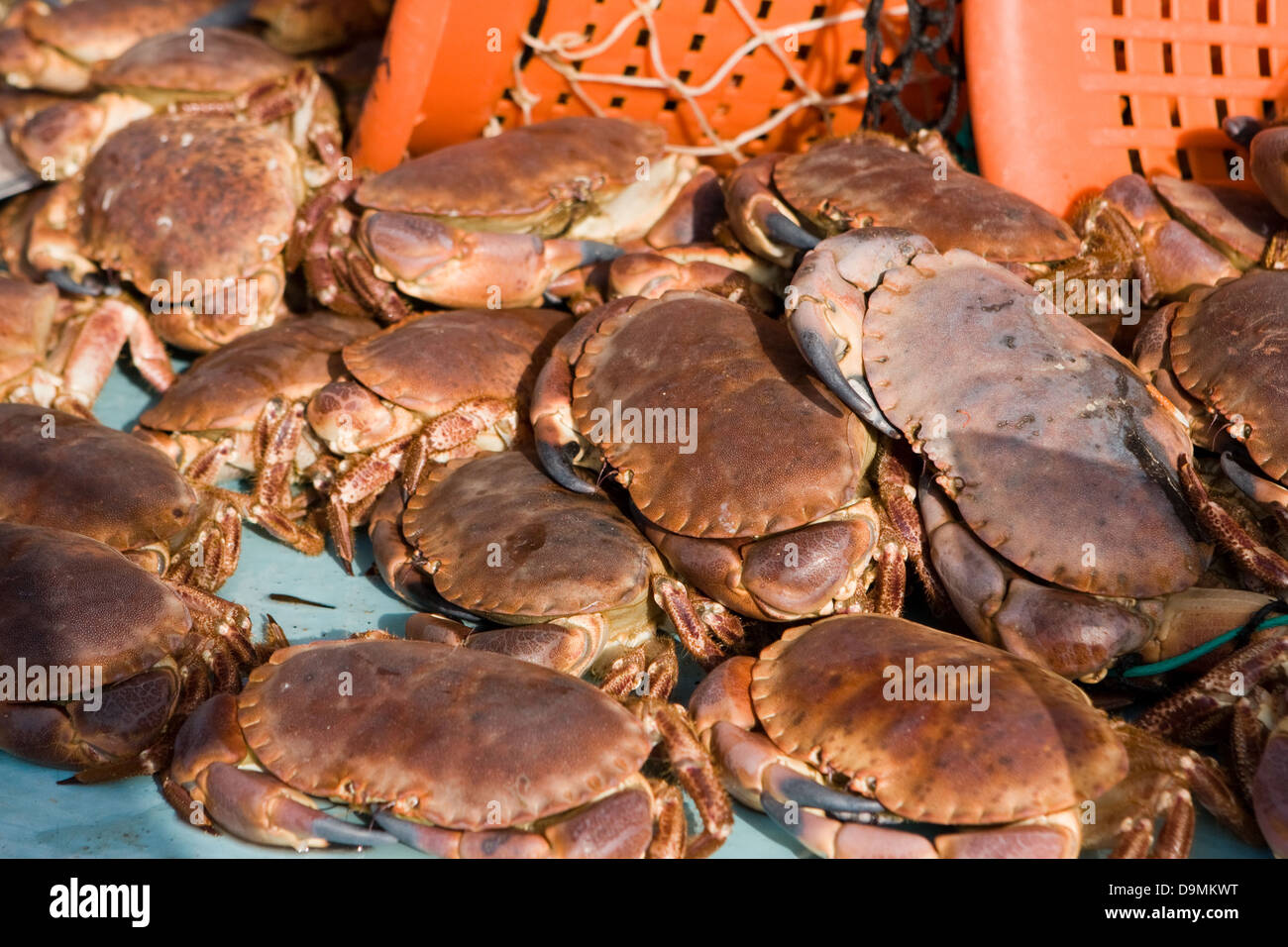 Les crabes affiché à l'échoppe de marché à Paris, France Banque D'Images