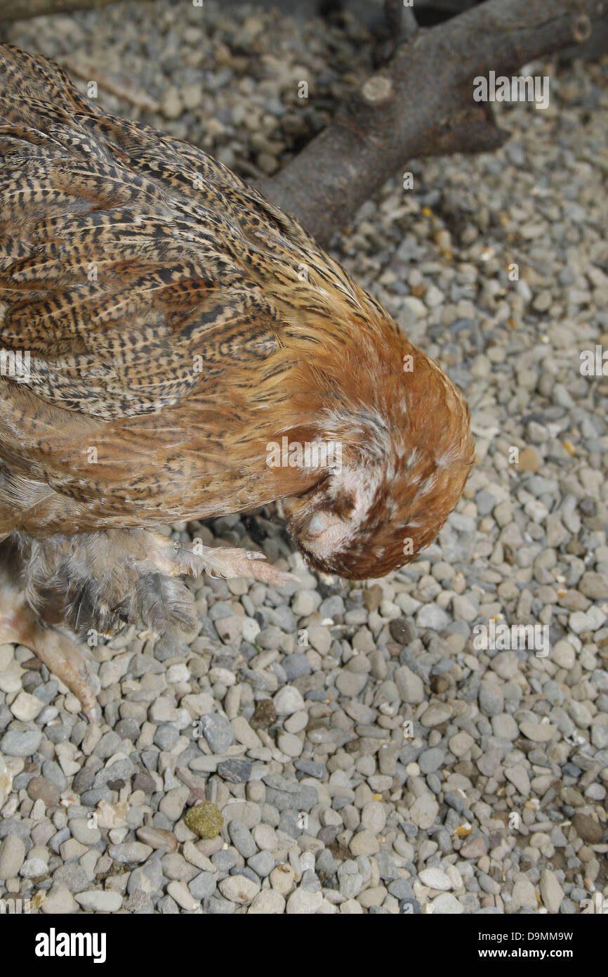 Cage de poulet brahma dans Gallus gallus domesticus Banque D'Images