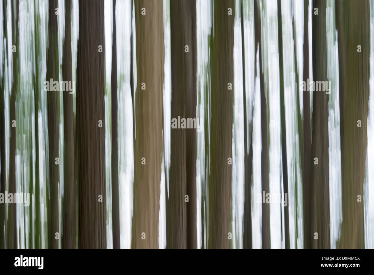 Arbre, arbres, abstract, bois, motion blur Banque D'Images