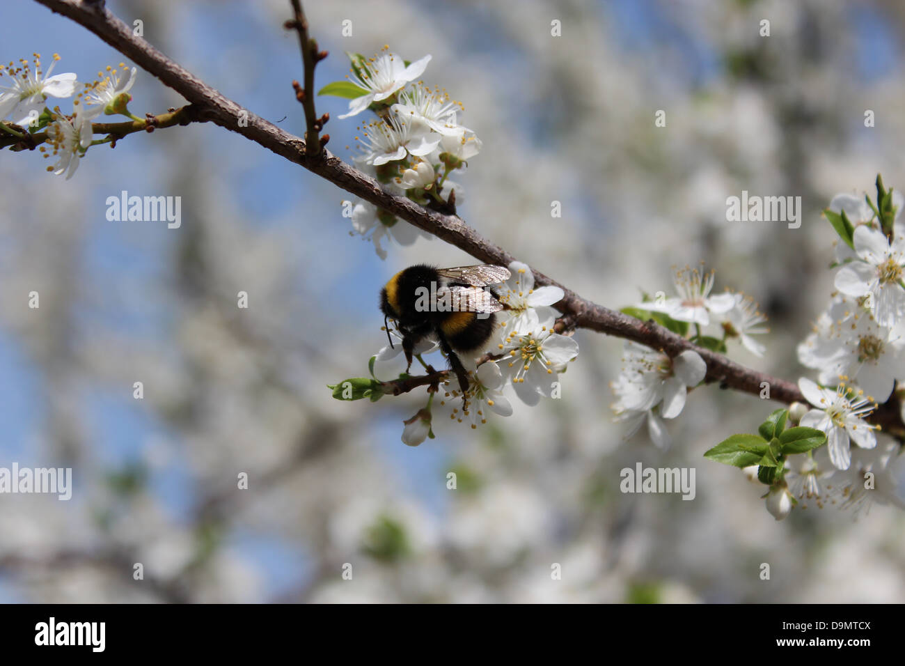 Droit de bumblebee sur l'arbre en fleurs de prune Banque D'Images