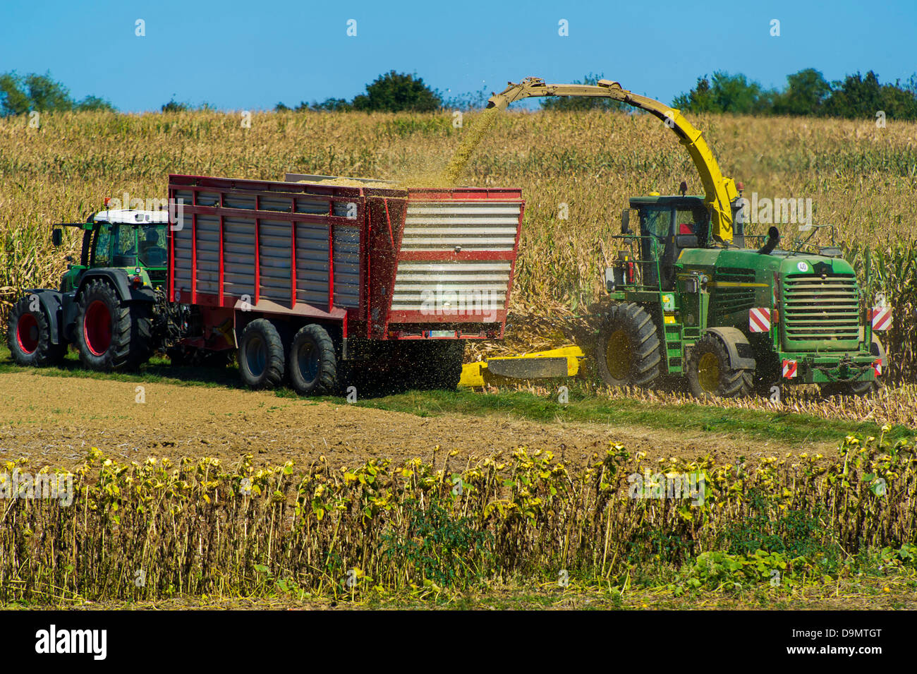 La récolte de maïs avec des machines agricoles Banque D'Images