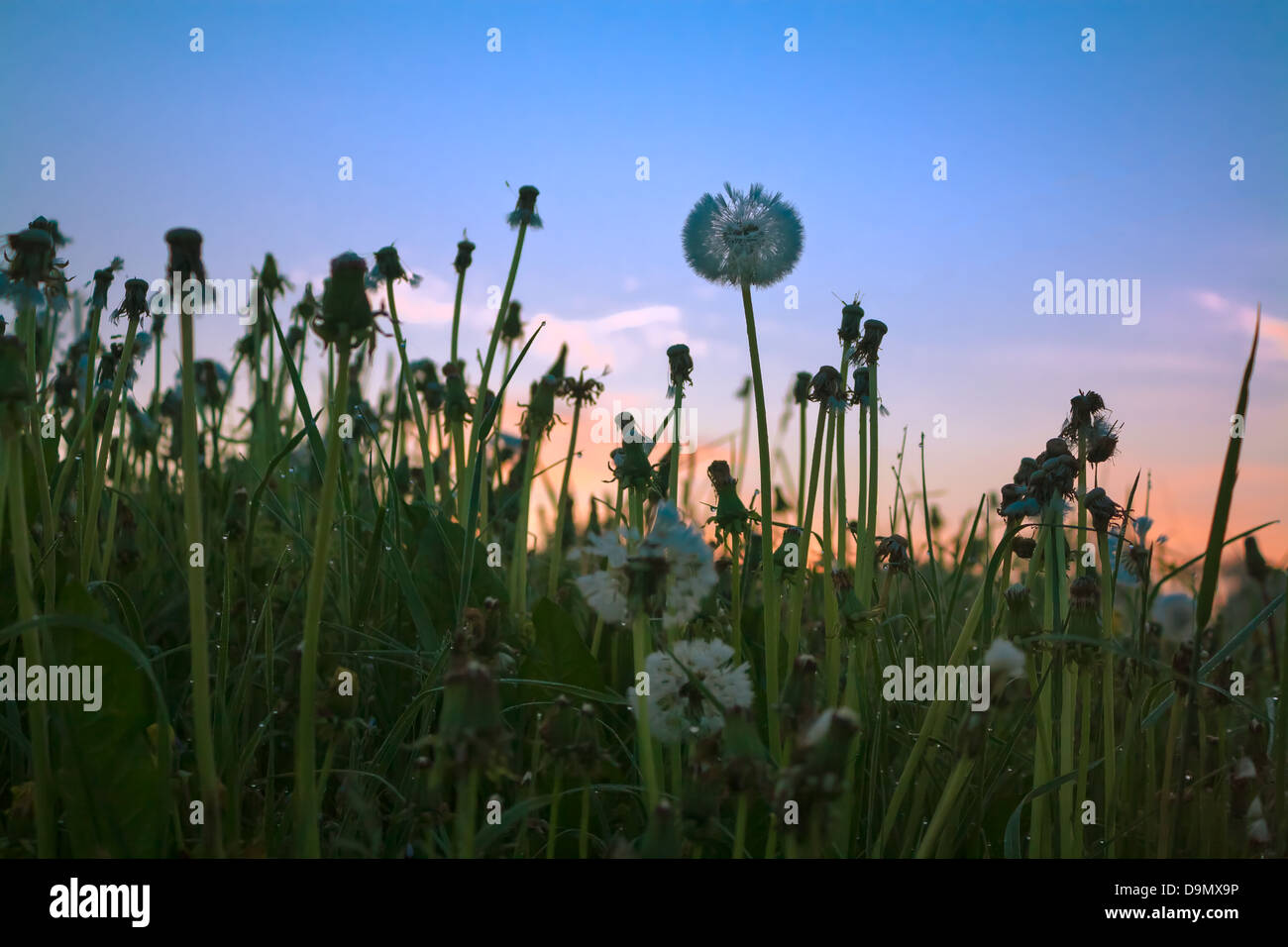 Aube d'été sur une prairie avec pissenlits Banque D'Images