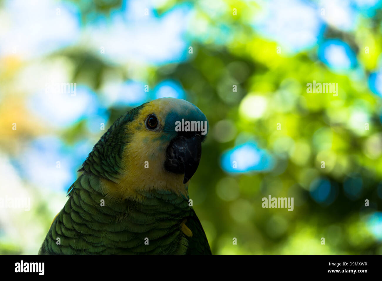 Parrot Banque D'Images