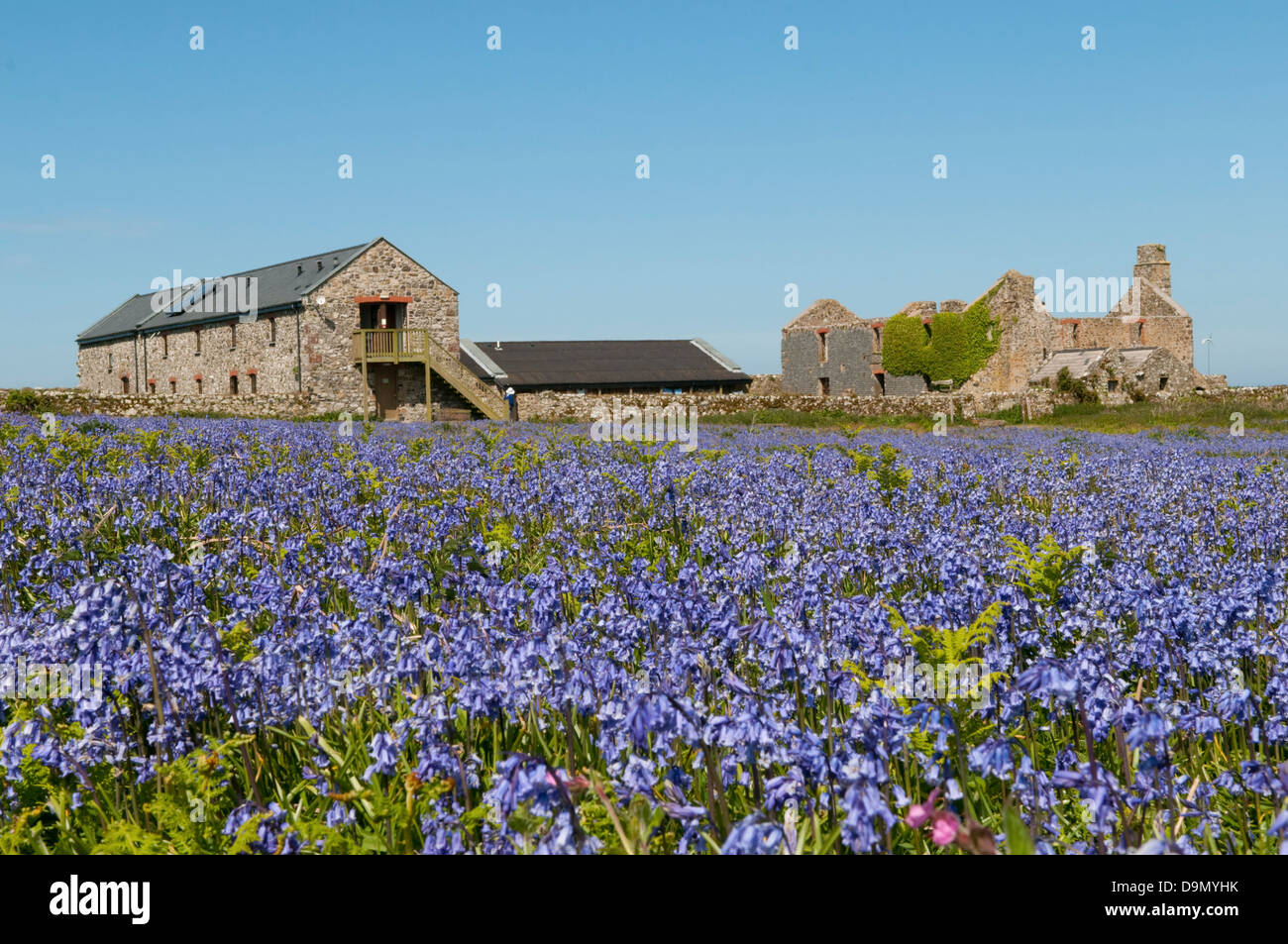 La ferme sur l'île de Skomer, Pembrokeshire parmi les jacinthes Banque D'Images