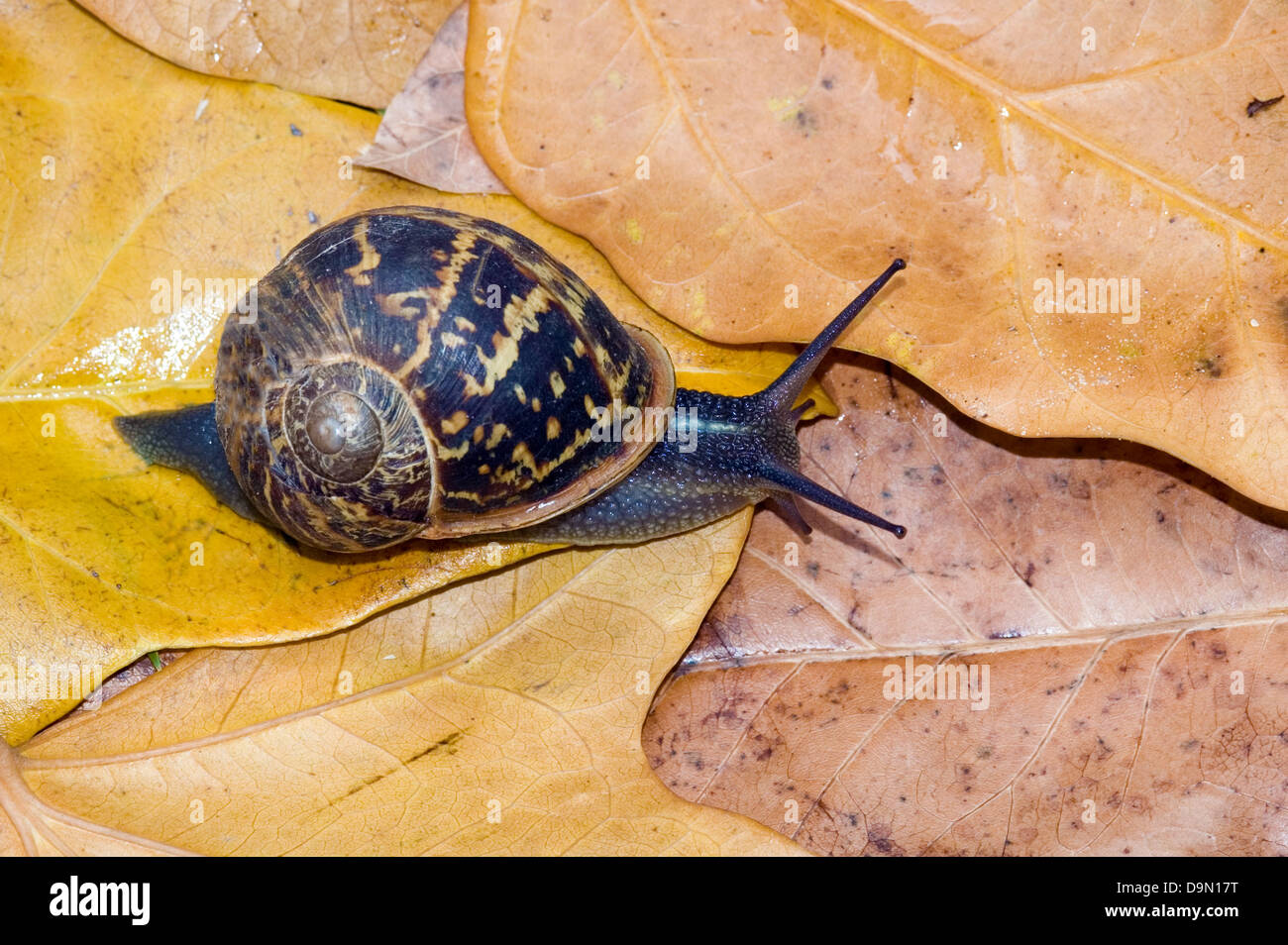 Escargot sur des feuilles sèches Banque D'Images