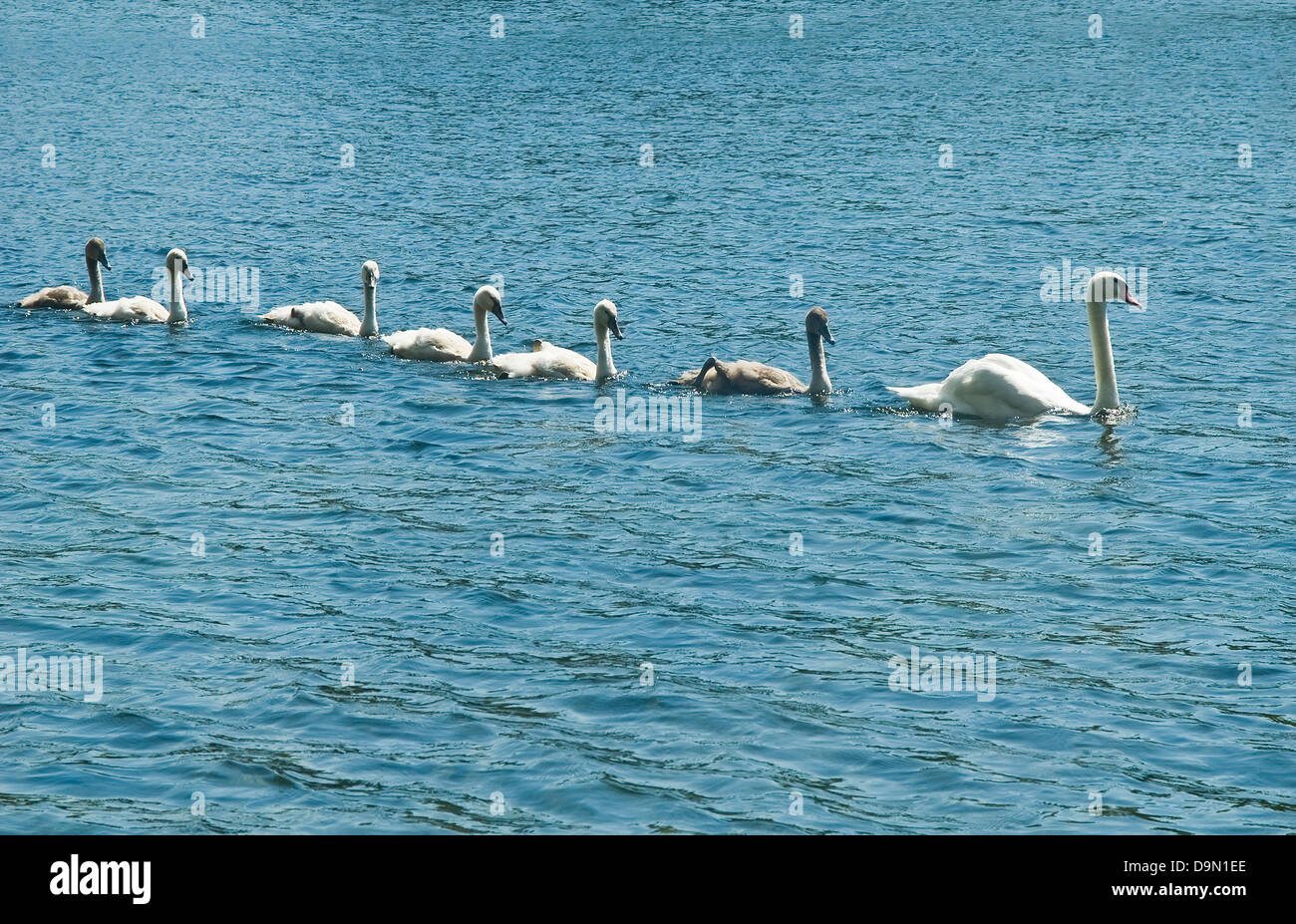 Famille Swan, Mère et six jeunes Banque D'Images