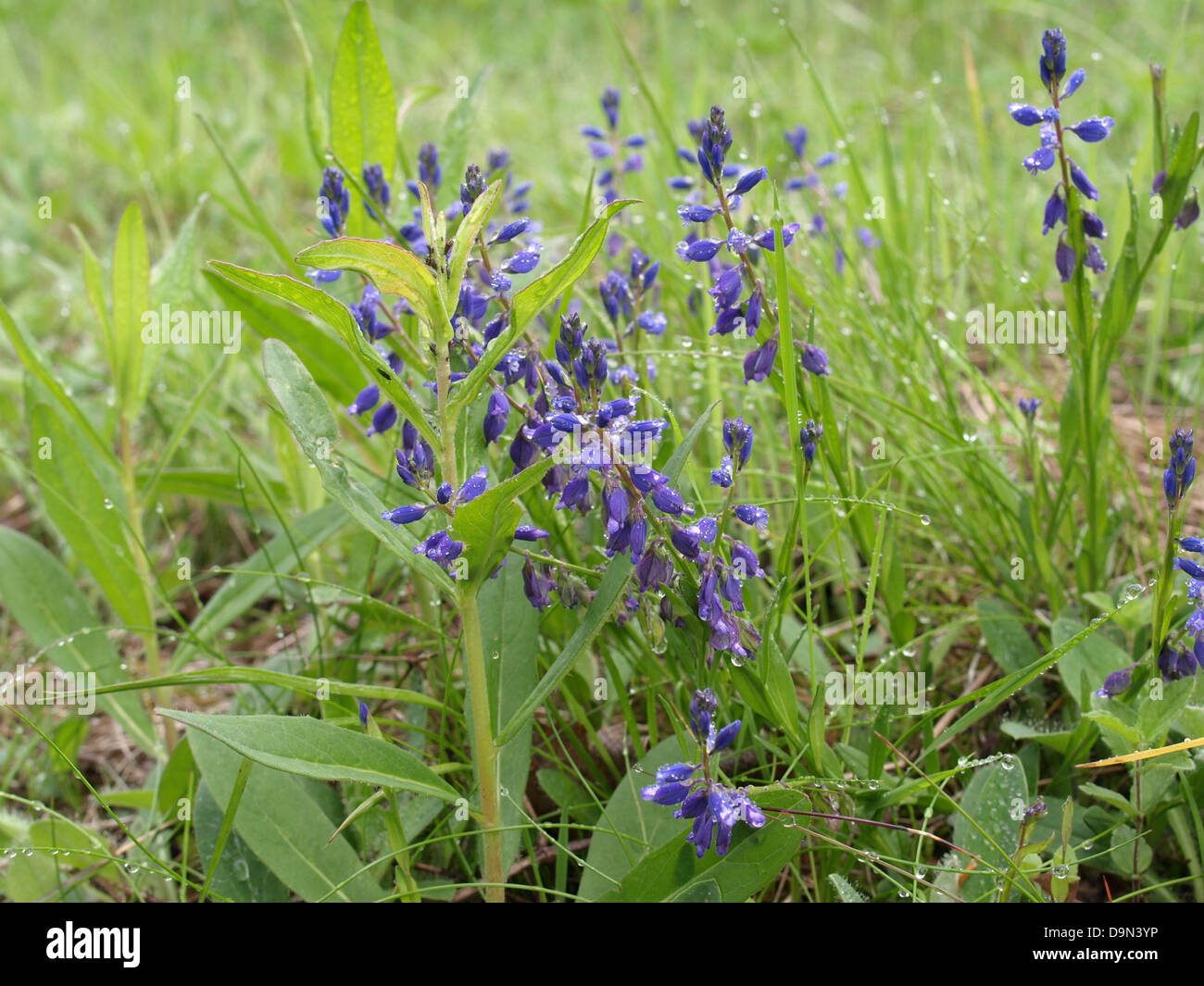 Polygale incarnat Polygala vulgaris / COMMUNE / Gewöhnliche Kreuzblume Banque D'Images