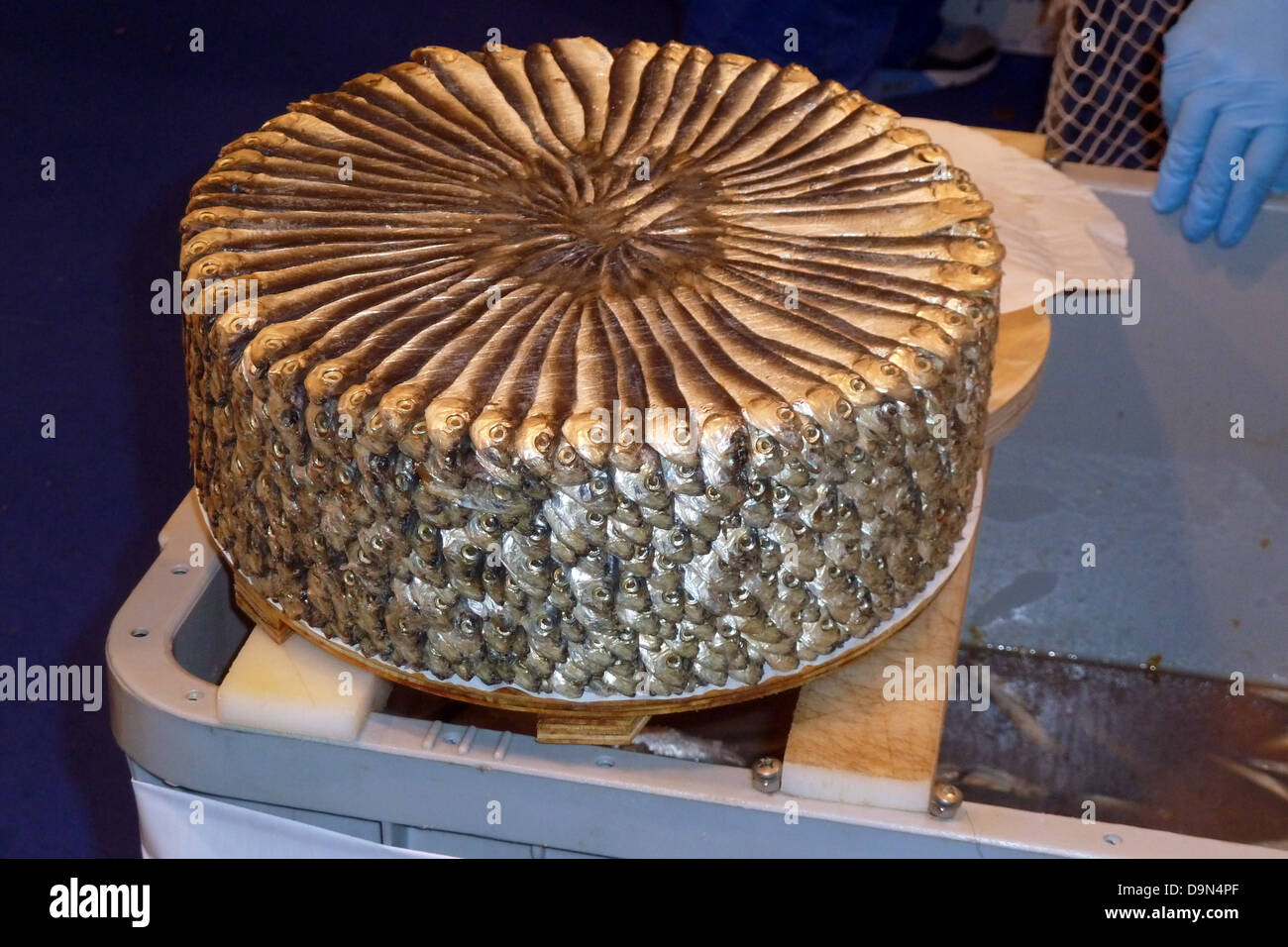 Saraghina, Sprat Sprattus sprattus, Banque D'Images