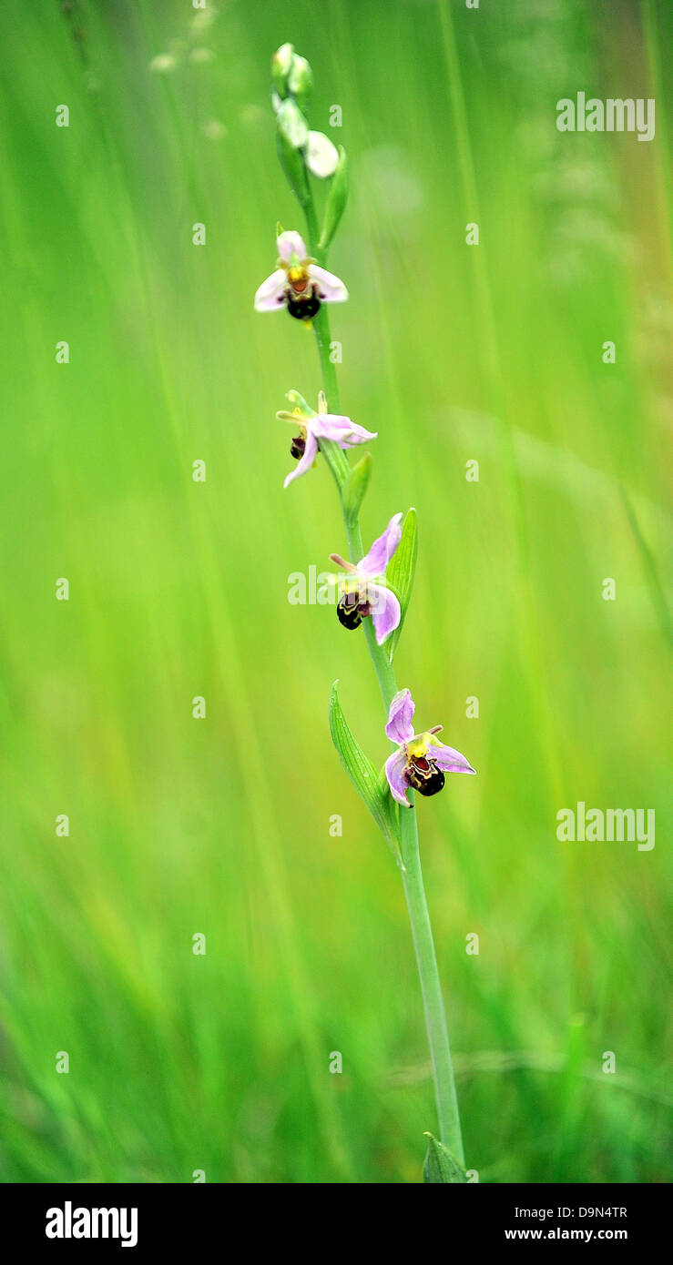 Les protégés l'orchidée abeille (Ophrys apifera) Banque D'Images