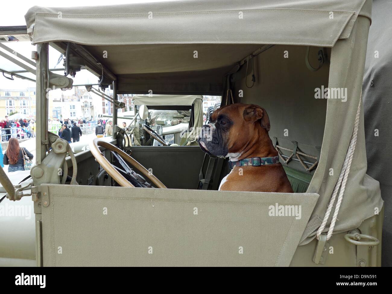 Conduire un camion de chien, chien derrière le volant d'un camion Banque D'Images