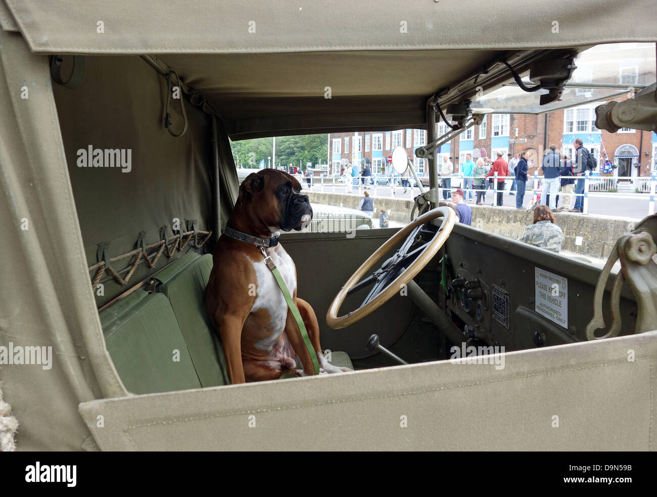 Conduire un camion de chien, chien derrière le volant d'un camion Banque D'Images