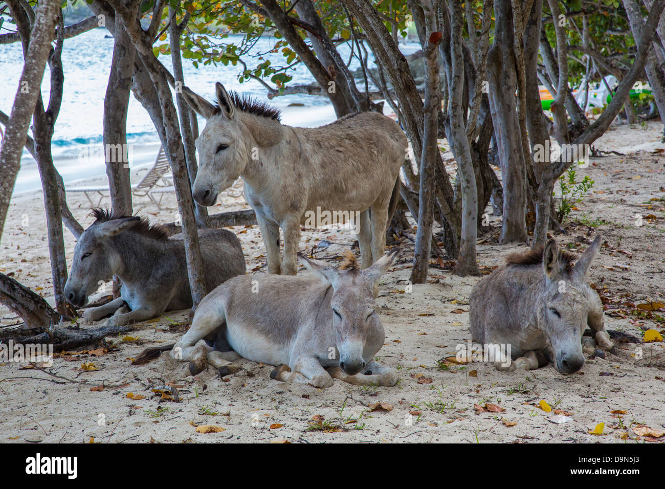 Ânes sauvages sur la plage pour une lune de miel sur l'île des Caraïbes ...
