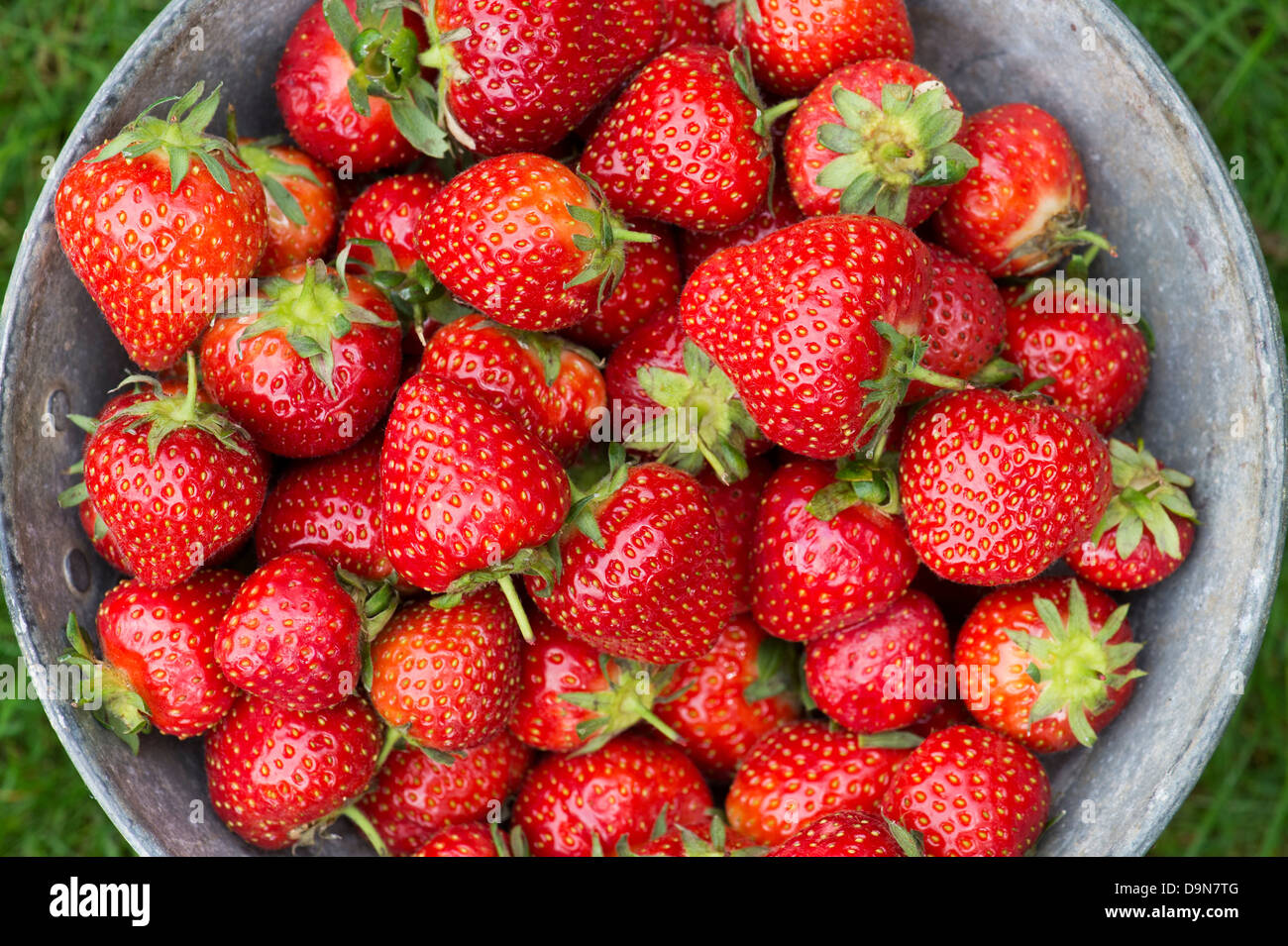 Fragaria × ananassa. Les fraises dans une casserole en métal Banque D'Images