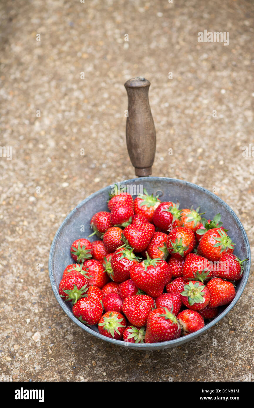 Fragaria × ananassa. Les fraises cueillies dans un moule en métal Banque D'Images