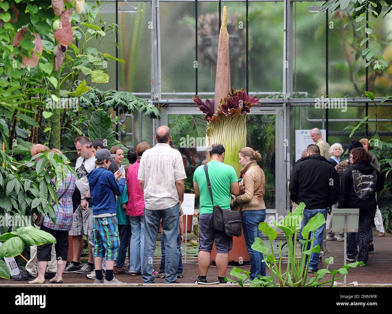 Bonn, Allemagne, 23 juin 2013. Les visiteurs regarder une floraison de l'arum titan (Amorphophallus titanum) à l'Université de Bonn's Botanical gardensThe fleur géante est de 2,9 mètres de hauteur et fleurit pour seulement 2 jours. Photo : HENNING KAISER/Alamy Live News Banque D'Images